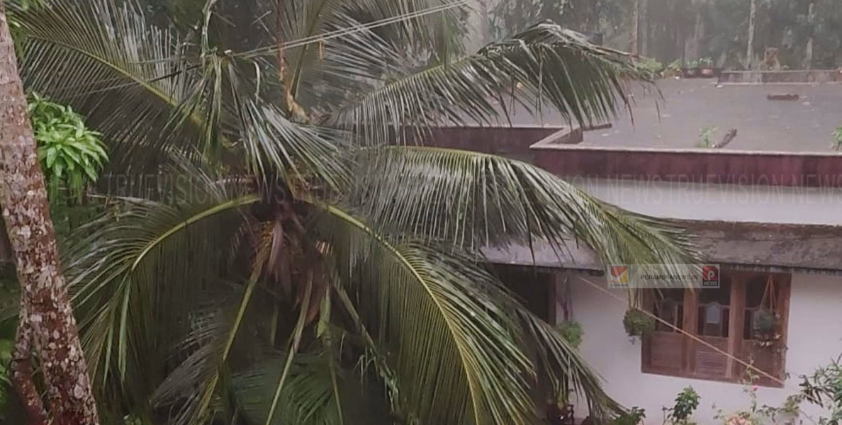 പനങ്ങാട് വീടിന് മുകളില്‍ തെങ്ങ് വീണ് ഷെയ്ഡ് തകര്‍ന്നു